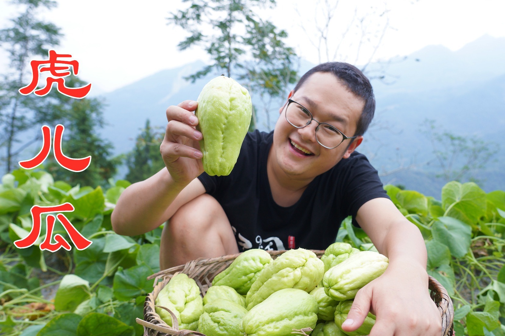 邻居家的虎儿瓜熟了,摘一背篼回家尝尝鲜,你们吃过这种蔬菜吗?