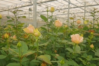 兰州新区现代农业示范园年产高品质玫瑰上亿支