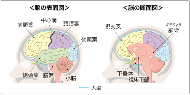 大脑中央沟体表定位图片