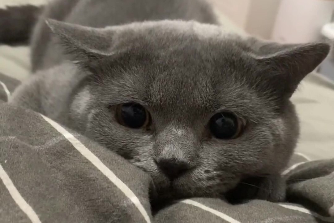 养只猫吧，每天早起的理由就有了_凤凰网视频_凤凰网