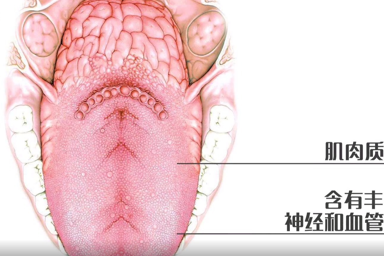 咬舌真的能自尽吗？