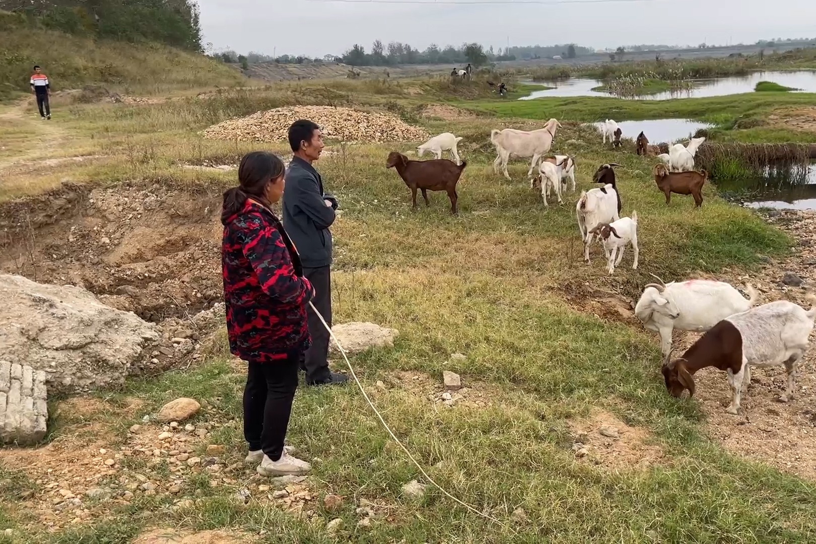 父子俩新买20只山羊，看着羊群越来越大真喜人，就是投资有点大