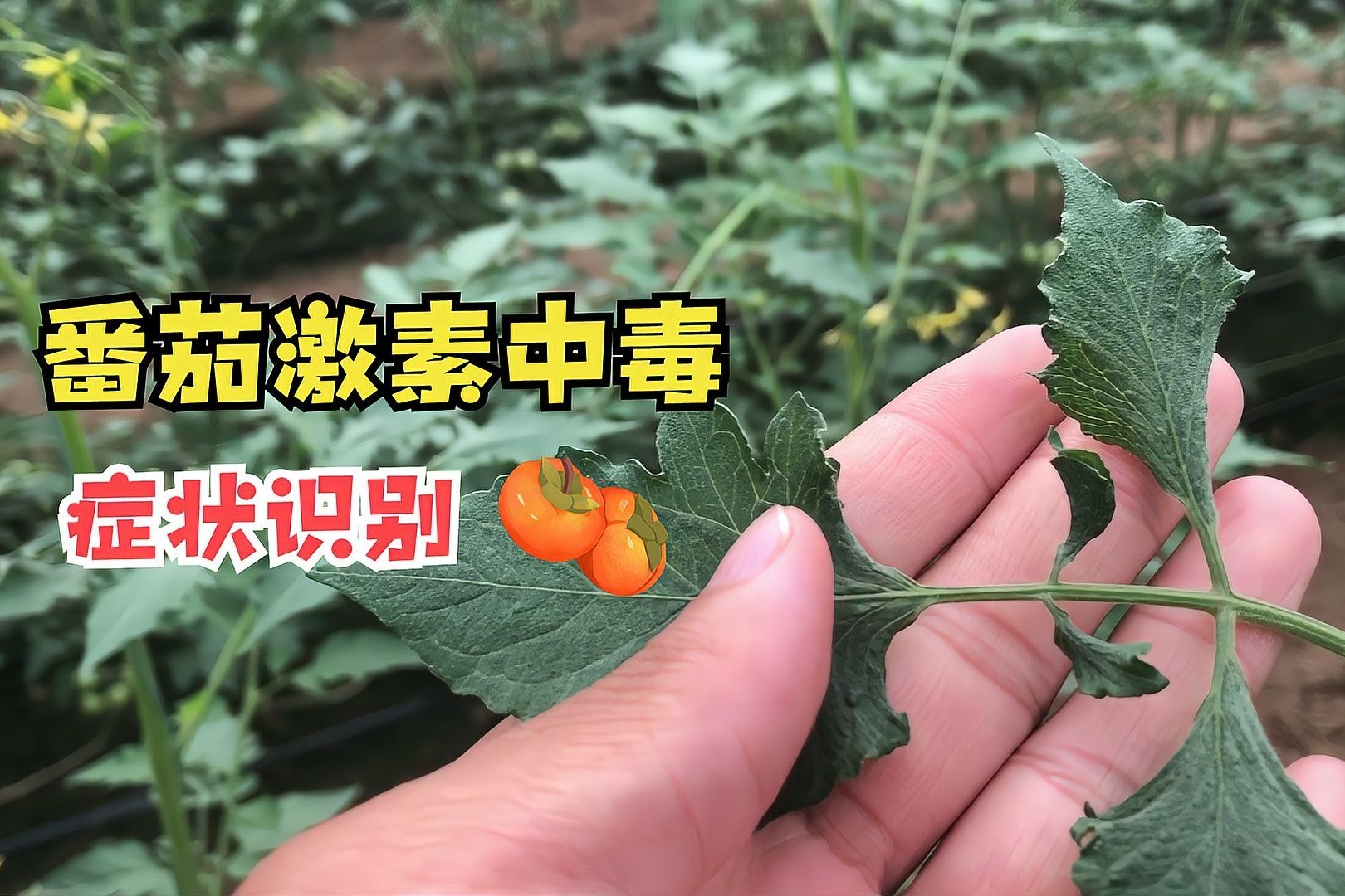 「农技」番茄激素中毒症状识别！