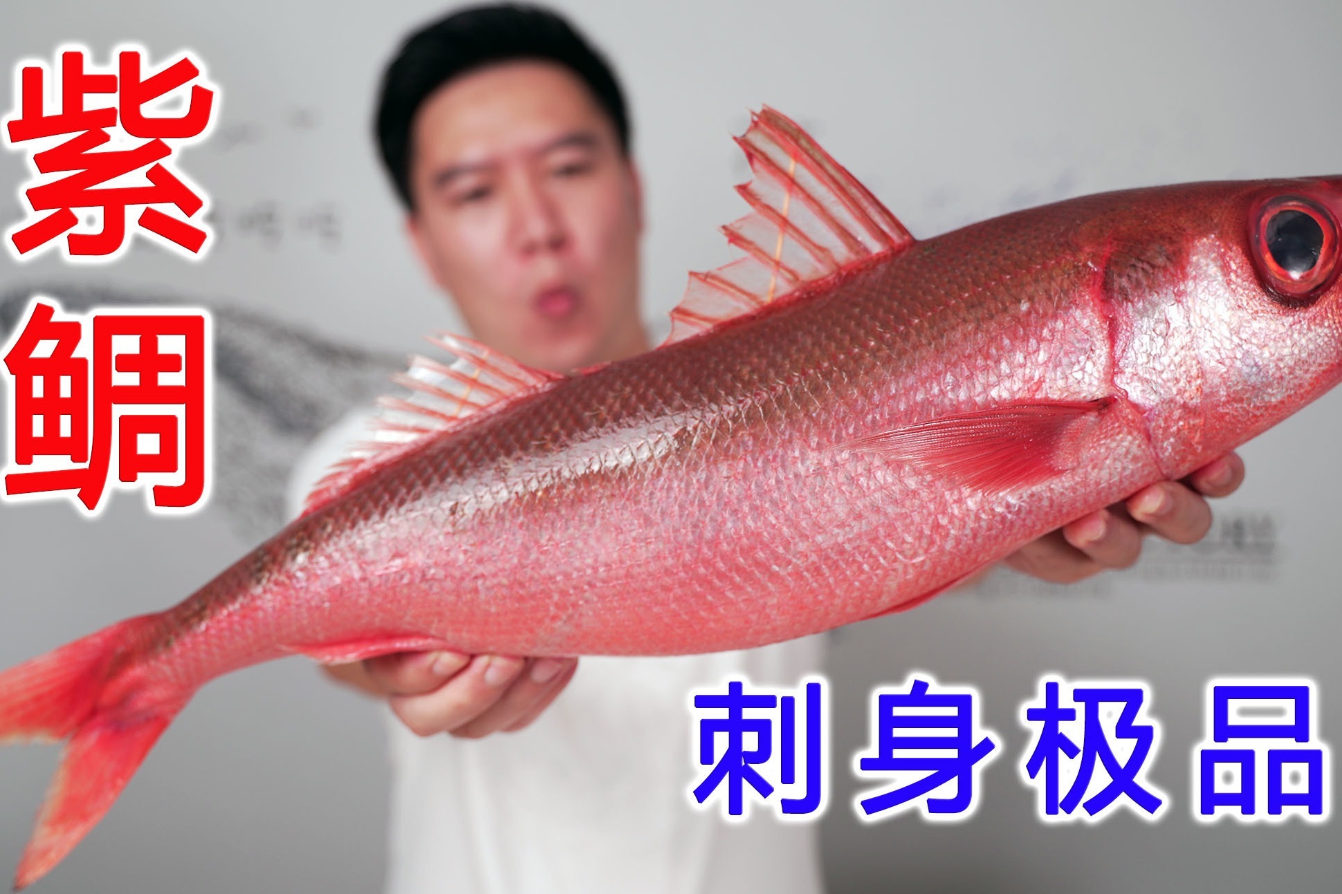 试吃一条红唇烈焰紫鲷鱼,刺身极品,口感幼嫩