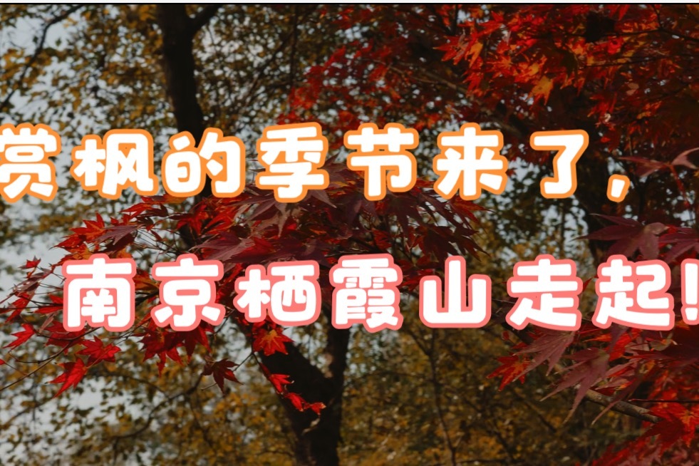 赏枫的季节来了，南京栖霞山走起！