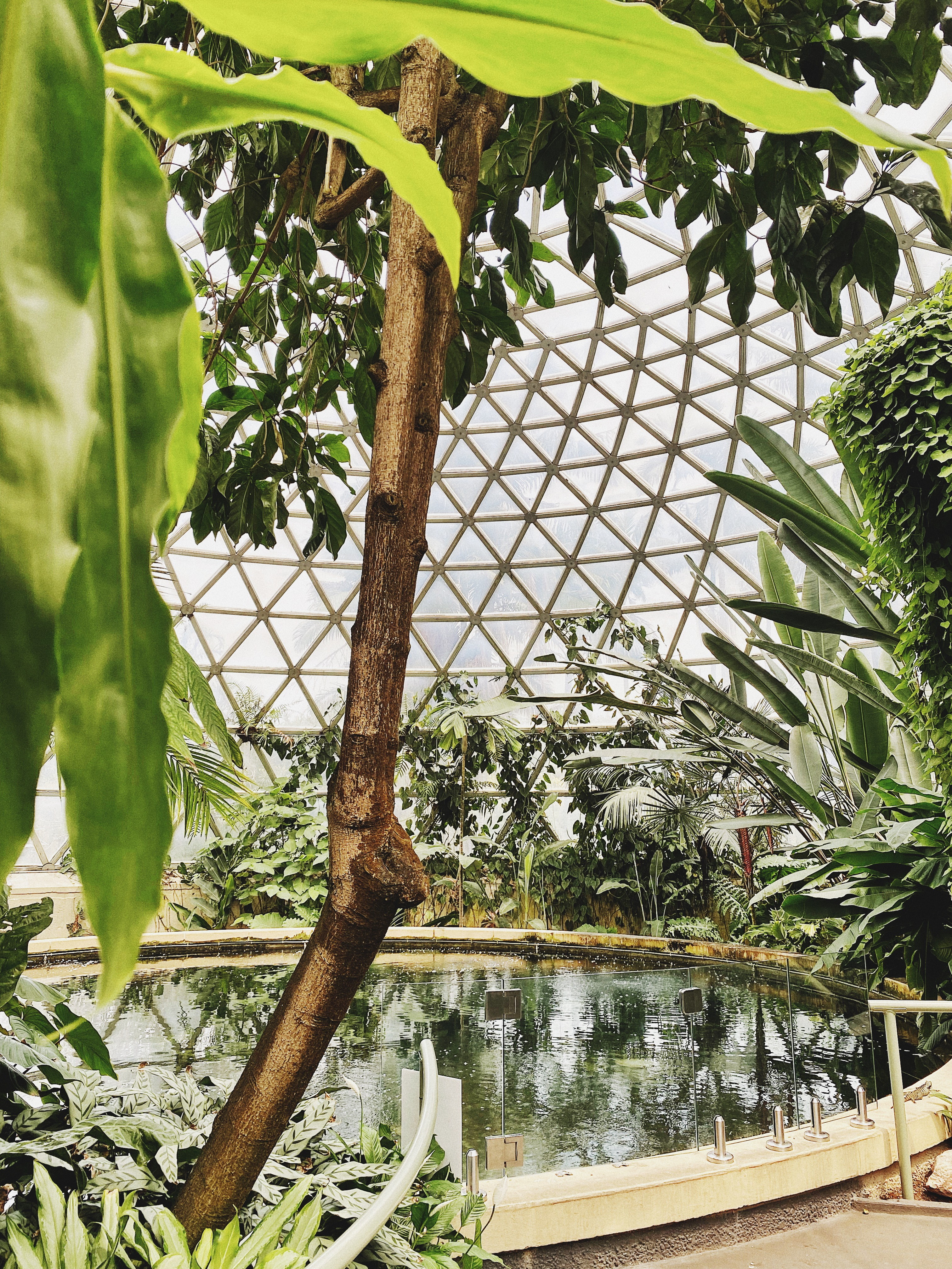 思窝星图腾:布里斯班植物园,从植物的生根发芽,聊聊人生的选择