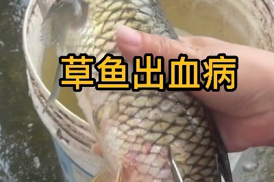 草鱼出血病