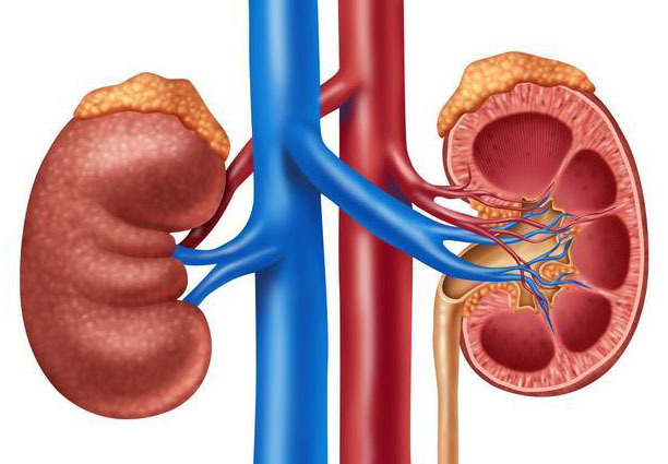 沒想到（慢性腎炎中醫(yī)驗(yàn)方）慢性腎炎中醫(yī)治法，男子慢性腎炎腎衰，中醫(yī)四診2法治好腎病，這幾個(gè)因素肌酐易升高，excel當(dāng)前日期函數(shù)，