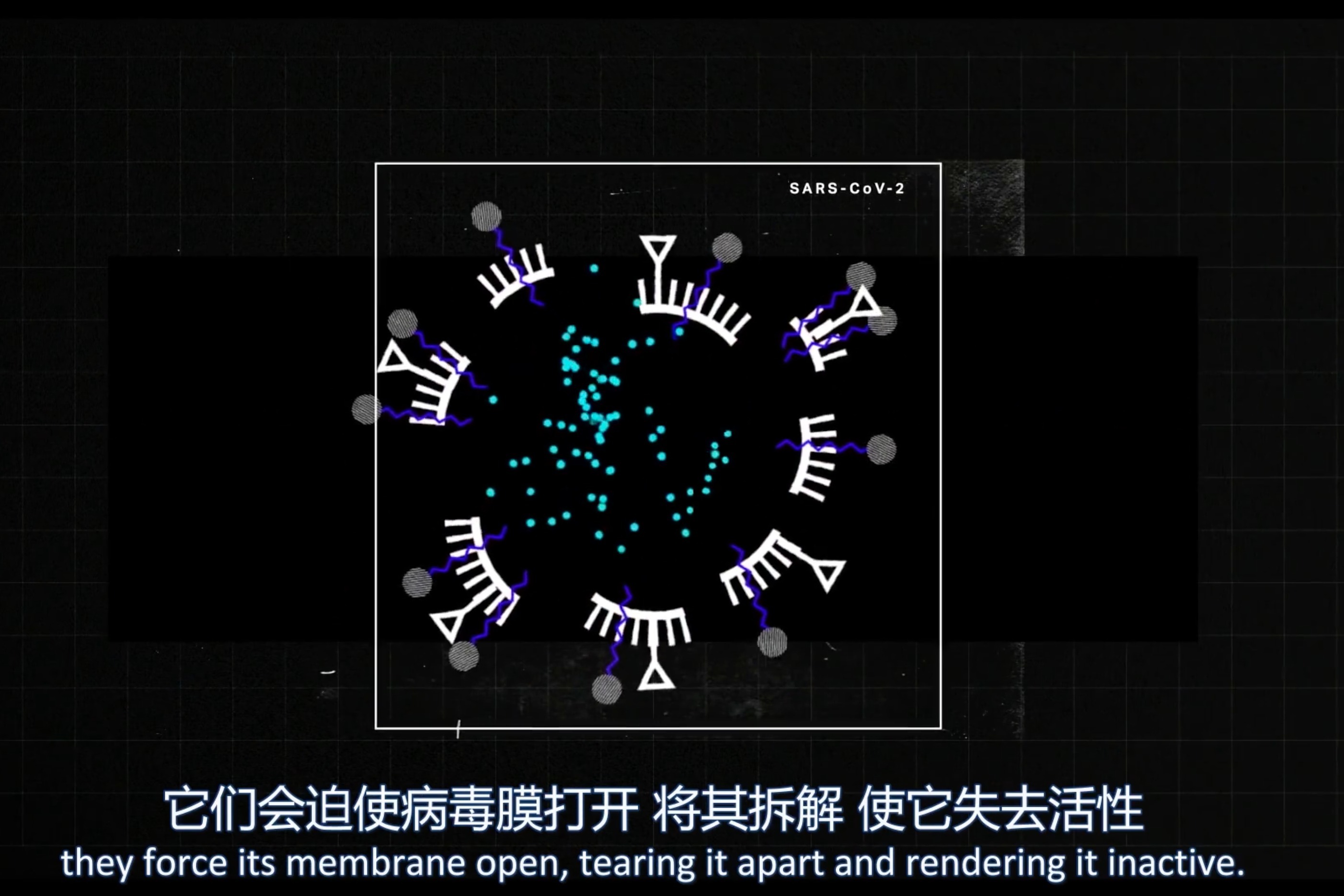 新冠病毒为什么传播那么快 | 武哥带你看世界