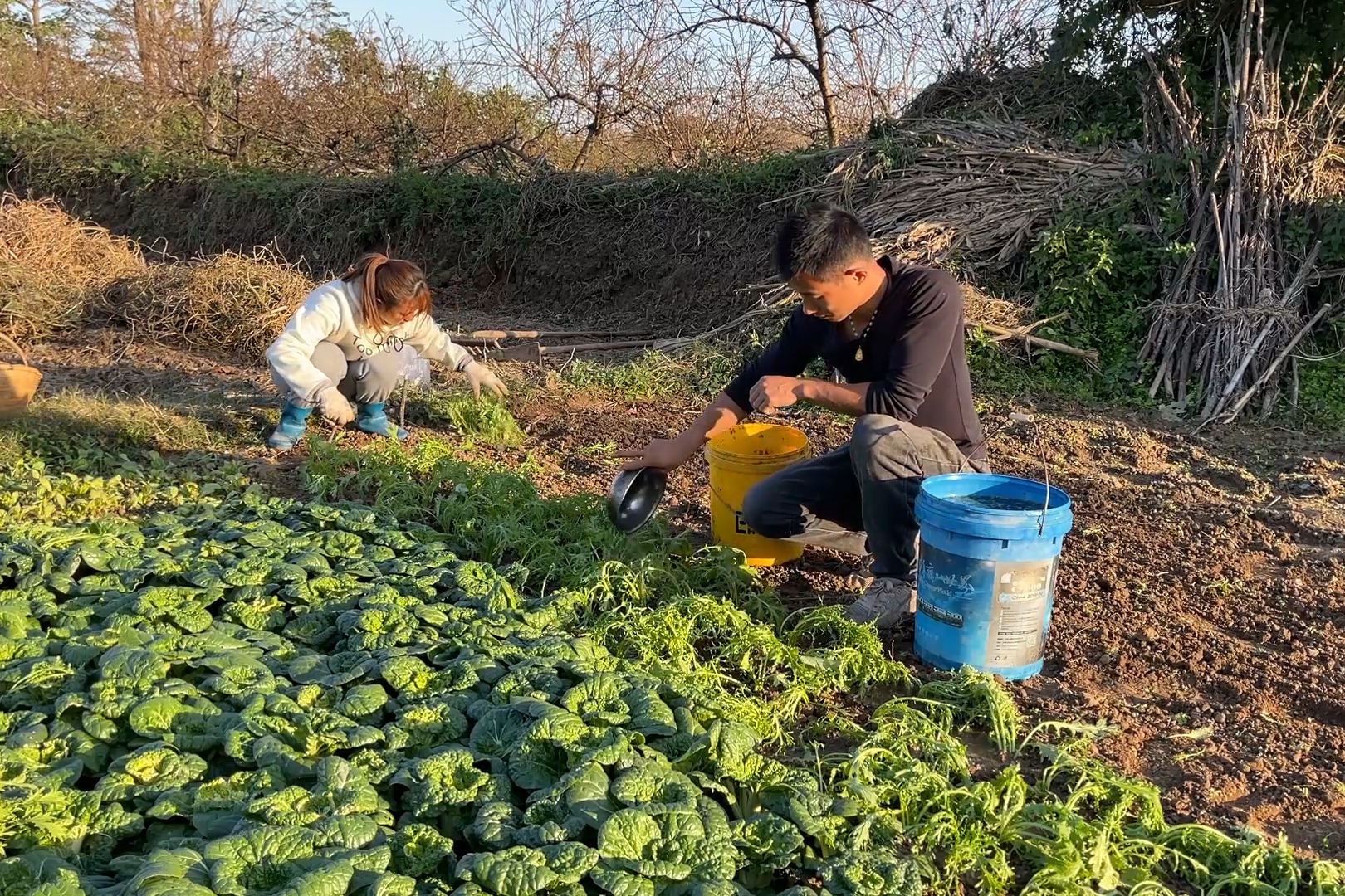 小两口去菜园忙碌了，小伙提水，媳妇栽菜，种的菜也越来越丰富了