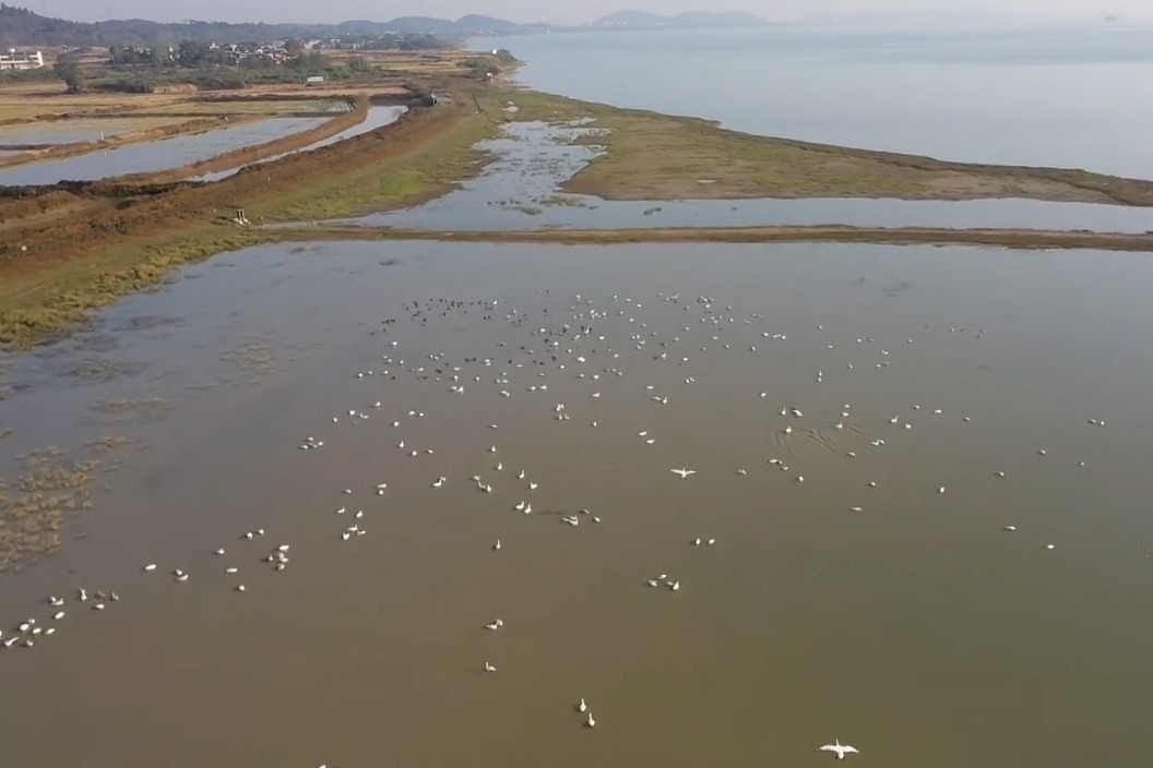 江西彭泽县千只候鸟集结彭泽太泊湖越冬