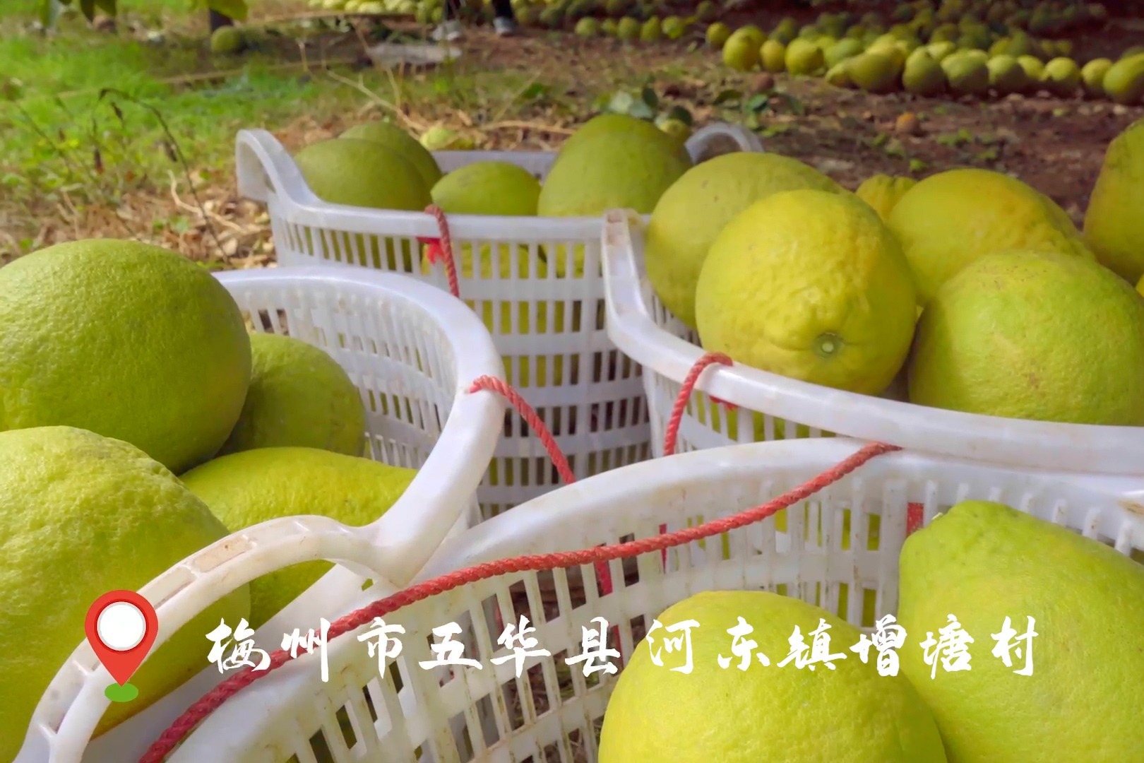 《梅州：以“柚”为业开新局  一村一品助振兴》