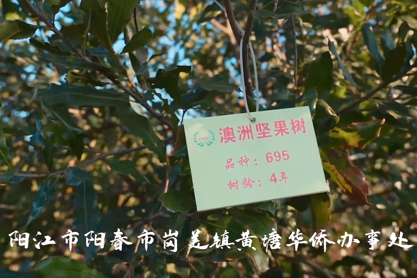 “洋果子”澳洲坚果变身土特产，扎根阳春助推乡村振兴