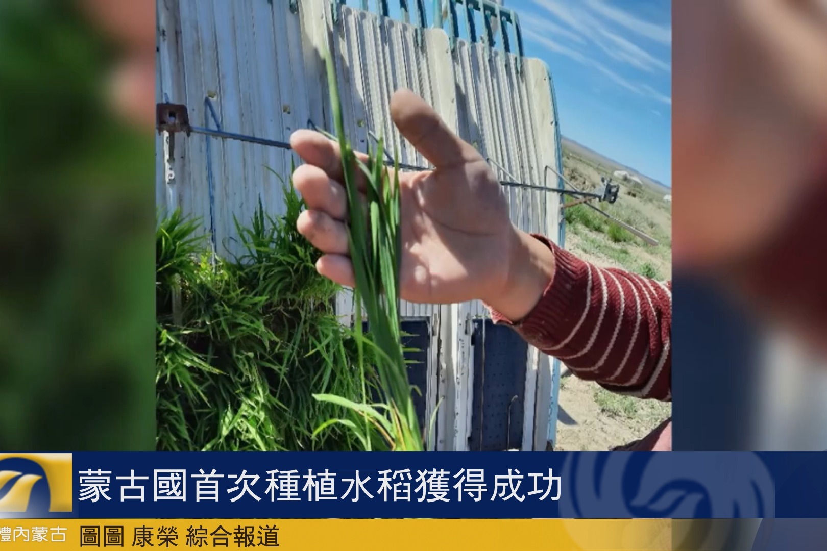 蒙古国首次种植水稻获得成功