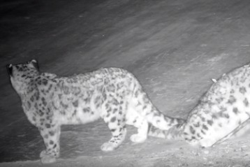 两只“大猫”清晨闪现水电站，一只顽皮撒尿，被监控拍下