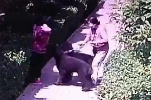 安阳狗咬人事件持续发酵，牵出百万诈骗旧案！