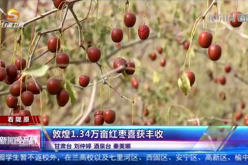 敦煌1.34万亩红枣喜获丰收