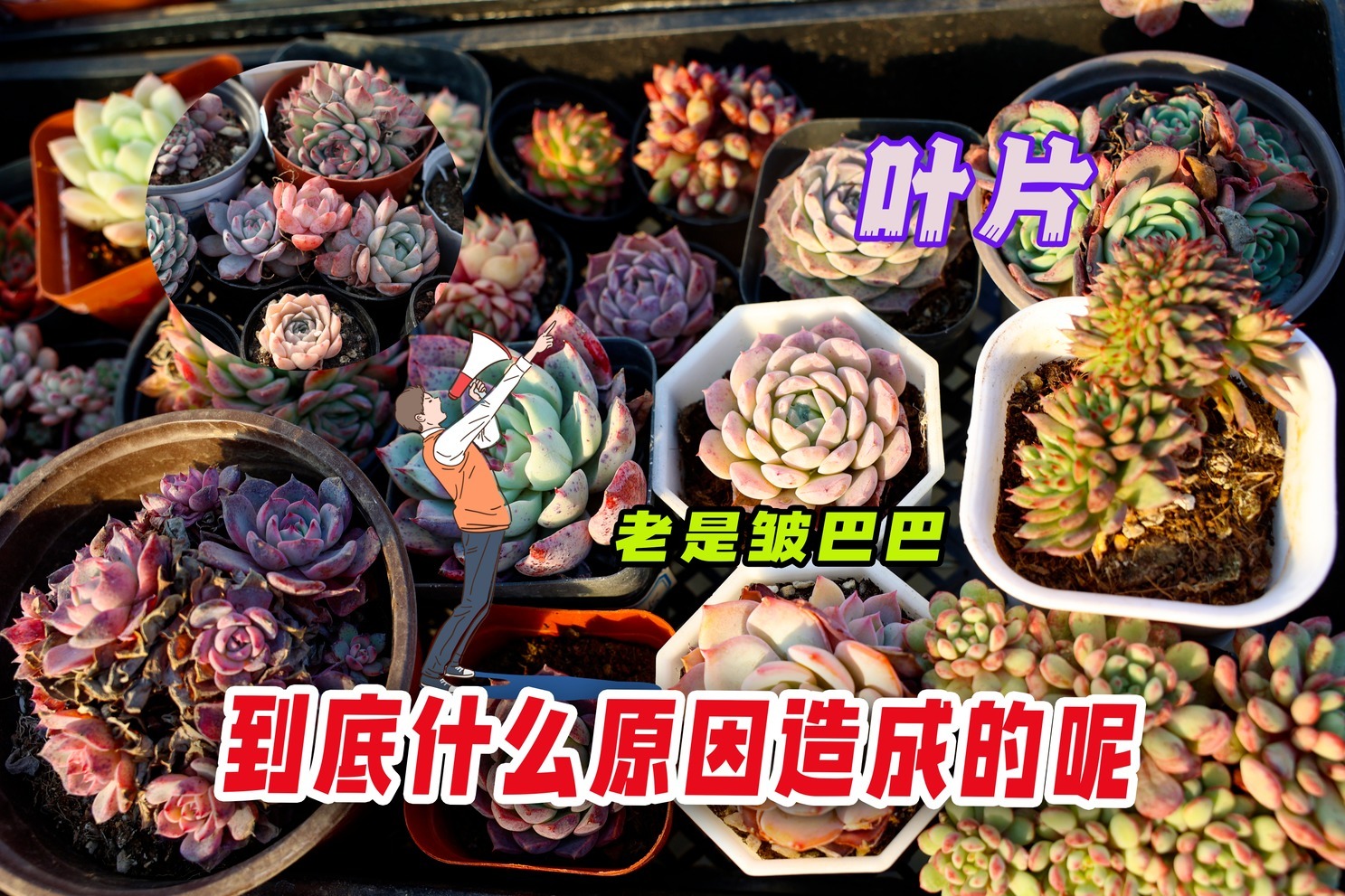 多肉叶片老是皱巴巴，急坏了肉友，到底什么原因造成的呢