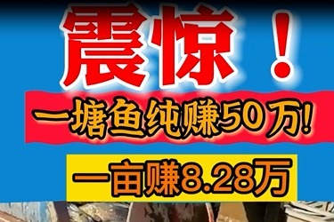 震惊1震惊!一塘鱼纯赚50万，一亩地利润再8万