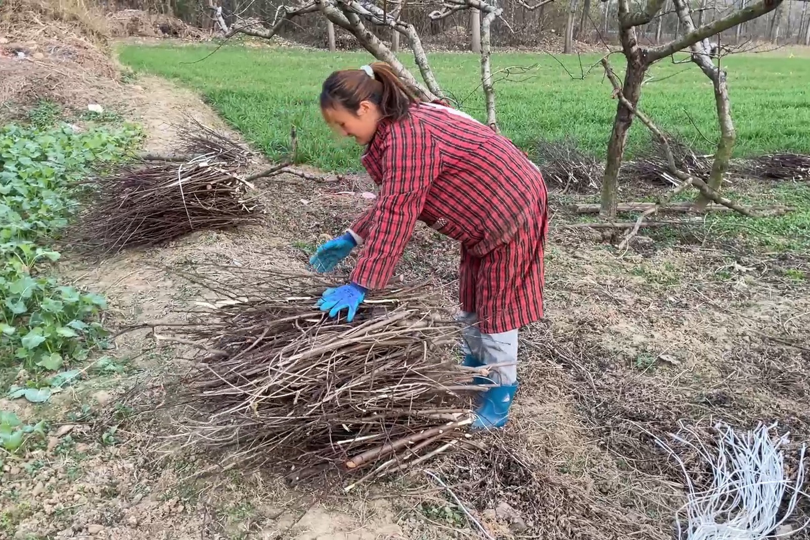 花奶家修剪的桃树枝不要了，小两口捡一车拉回家，留着晒干烧锅用