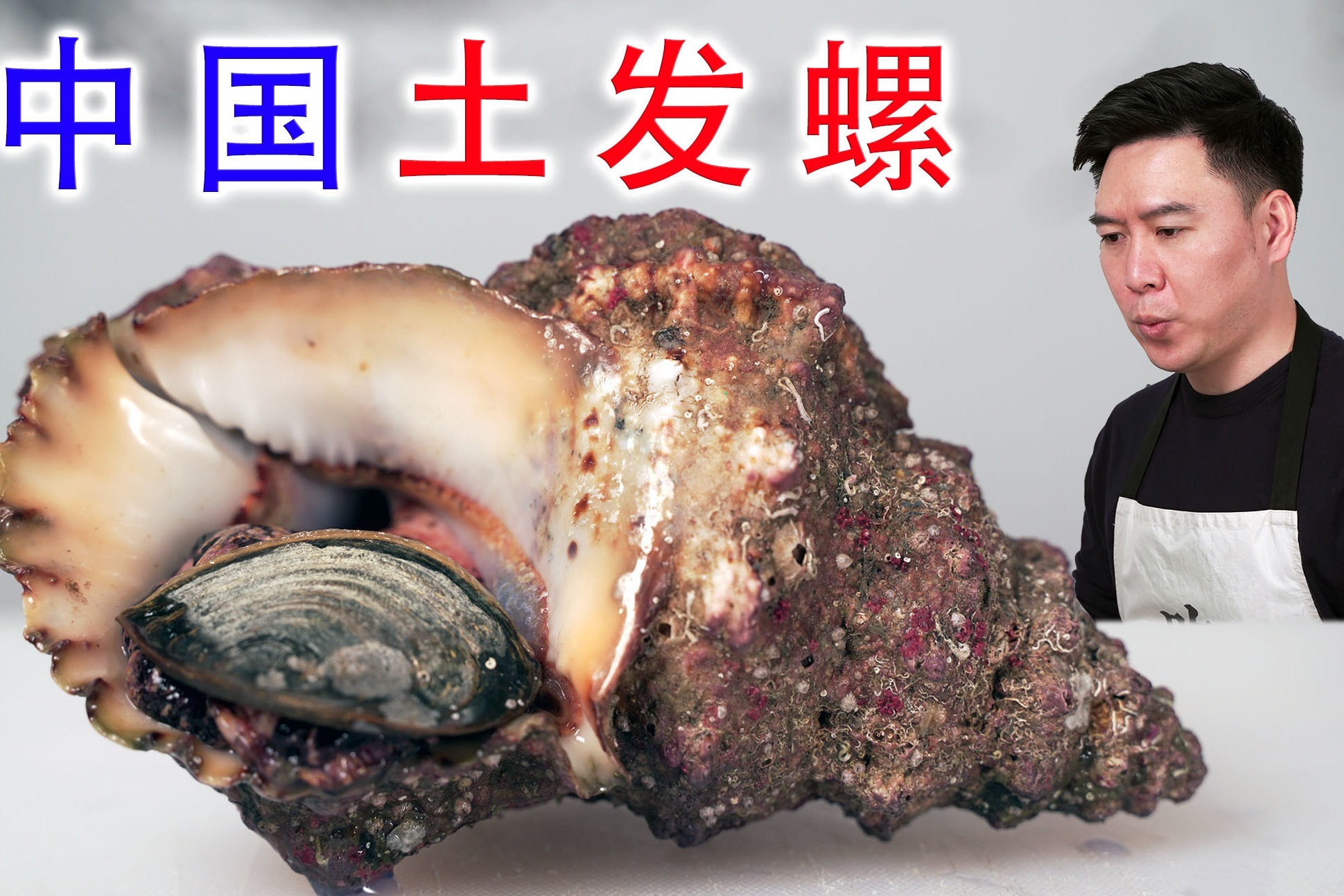 下大功夫弄到的观音螺,果然没让我失望,巨好吃