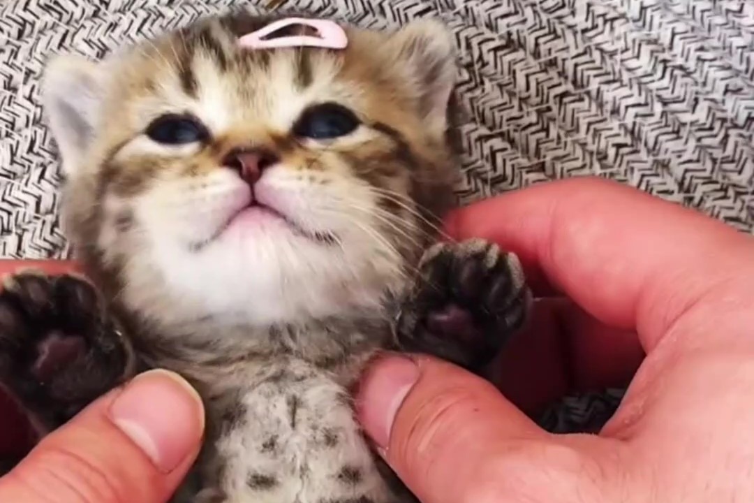 小奶猫就是这么软萌可爱