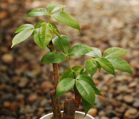 盘点庭院极耐寒较耐寒耐寒喜温喜暖植物大全