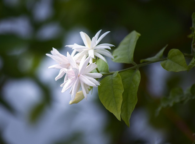 盘点庭院极耐寒较耐寒耐寒喜温喜暖植物大全