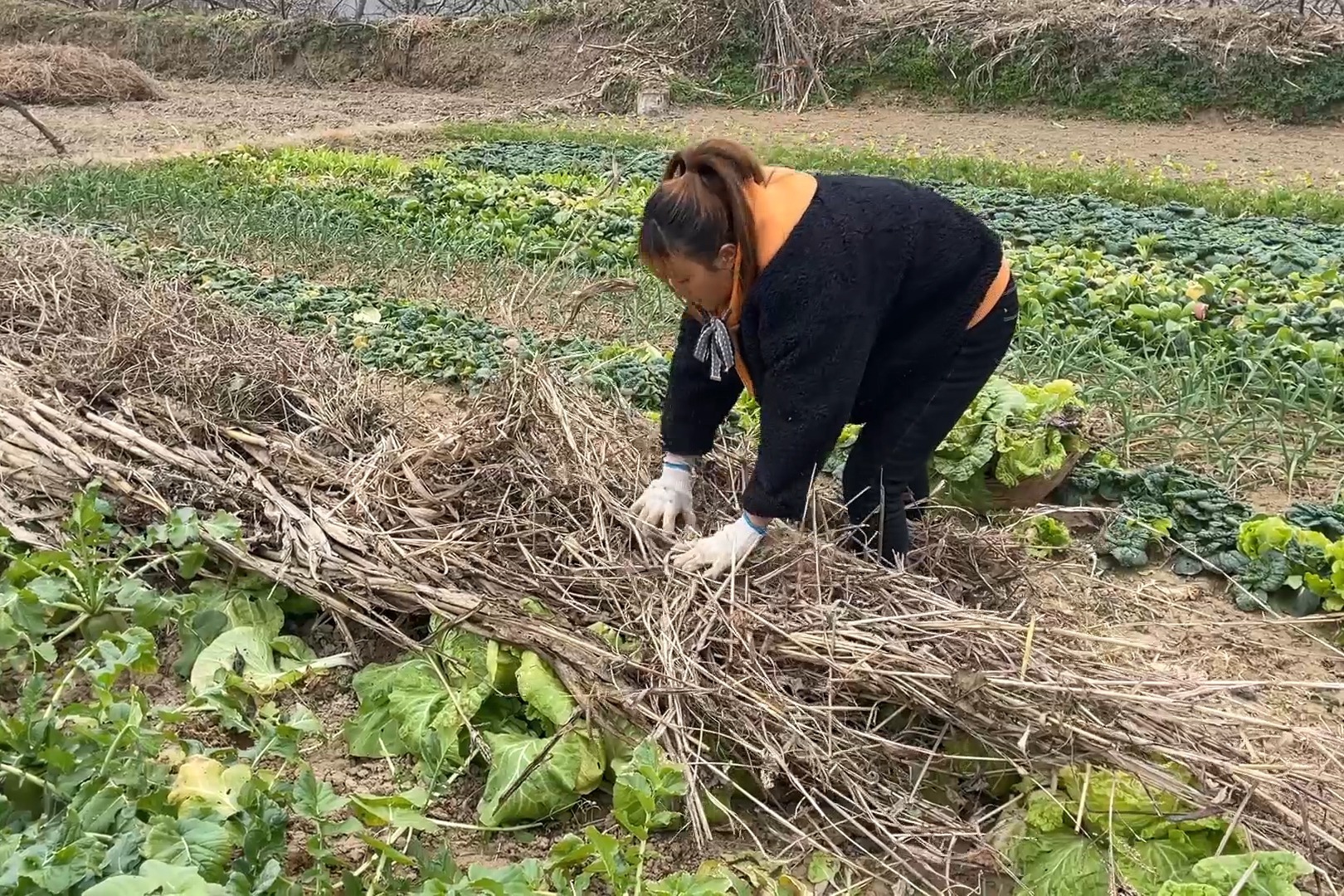 天气越来越冷了，媳妇赶紧把菜园的白菜盖起来，怕冻坏了没菜吃