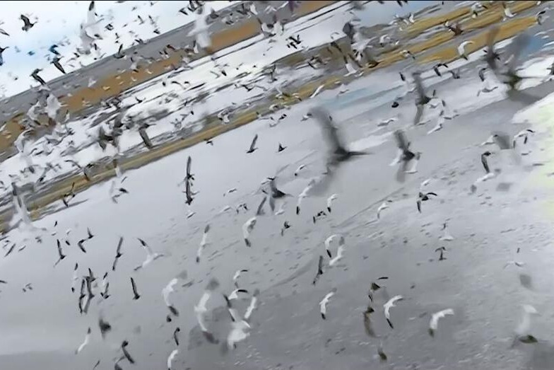 重磅来袭！第二届鄱阳湖国际观鸟周宣传片出炉