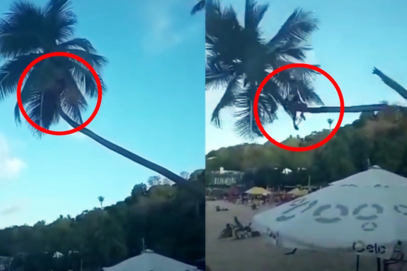 实拍：男子爬树摘椰子 树干突然断裂 从高空“骑树”坠落！