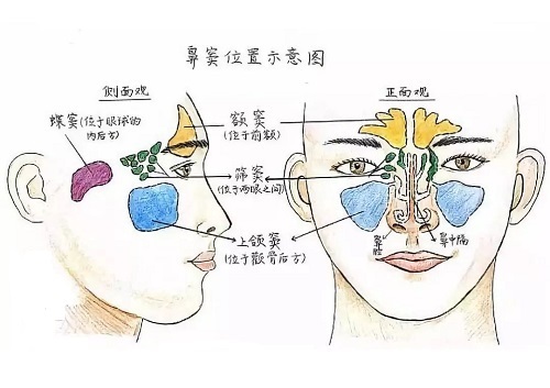 鼻窦积液排出姿势图片