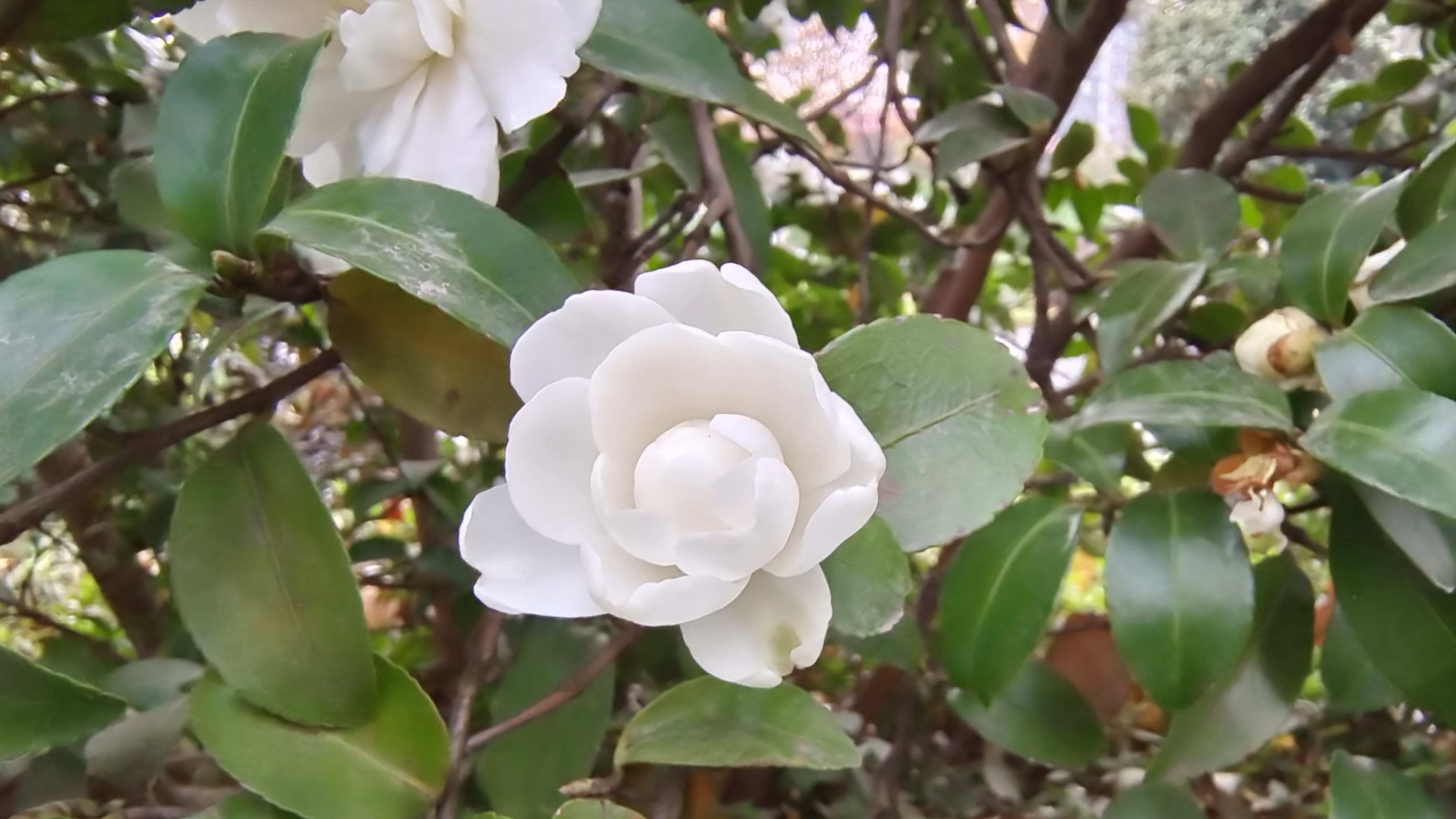 美丽吉安:白色茶梅 花开曼妙多姿__凤凰网