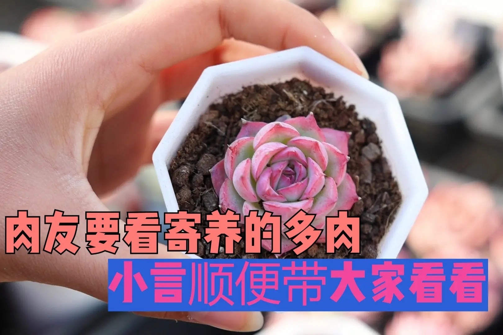 肉友要看寄养的多肉，小言顺便带大家看看，一起饱饱眼福吧！