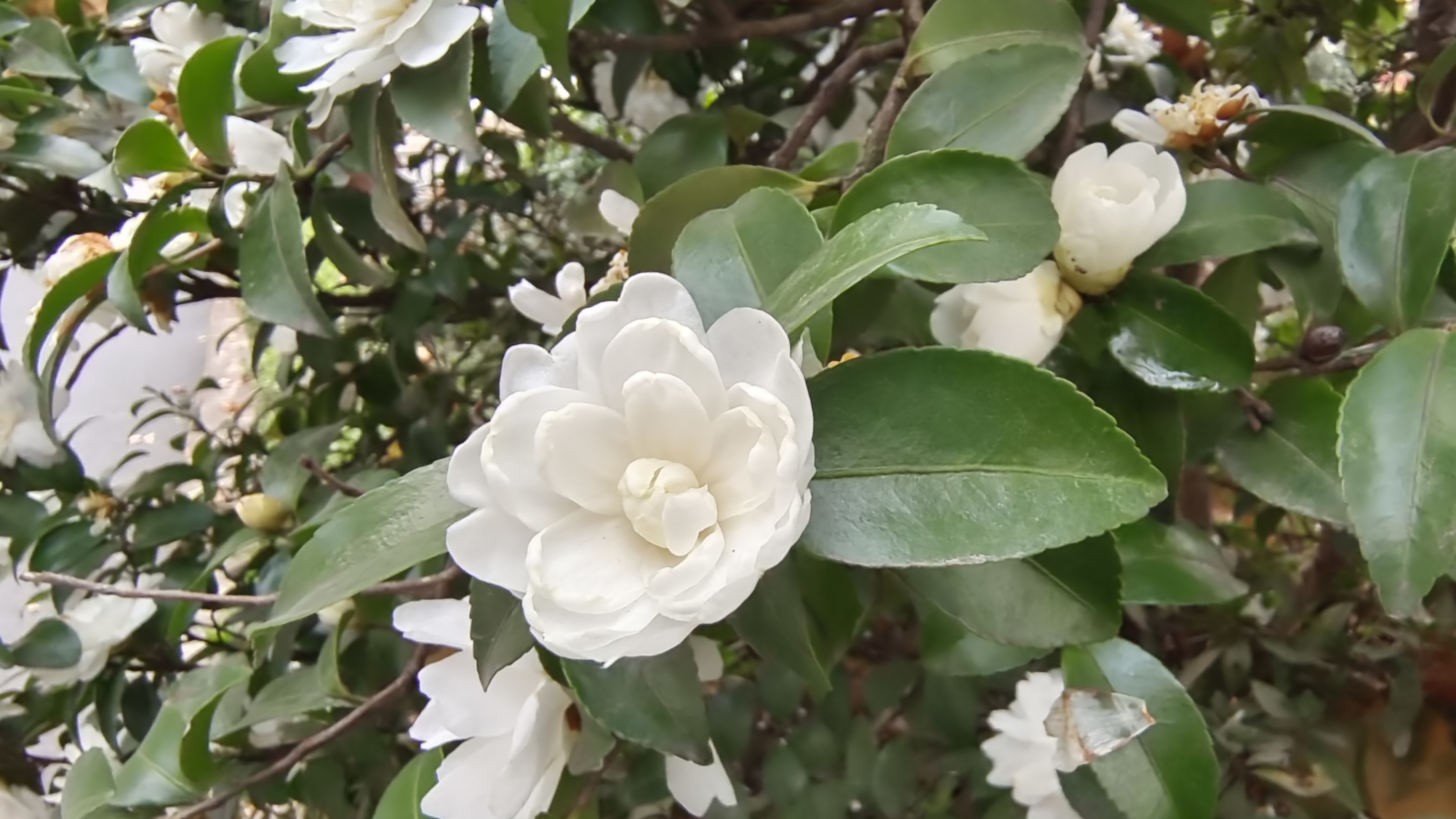 美丽吉安:白色茶梅 花开曼妙多姿__凤凰网