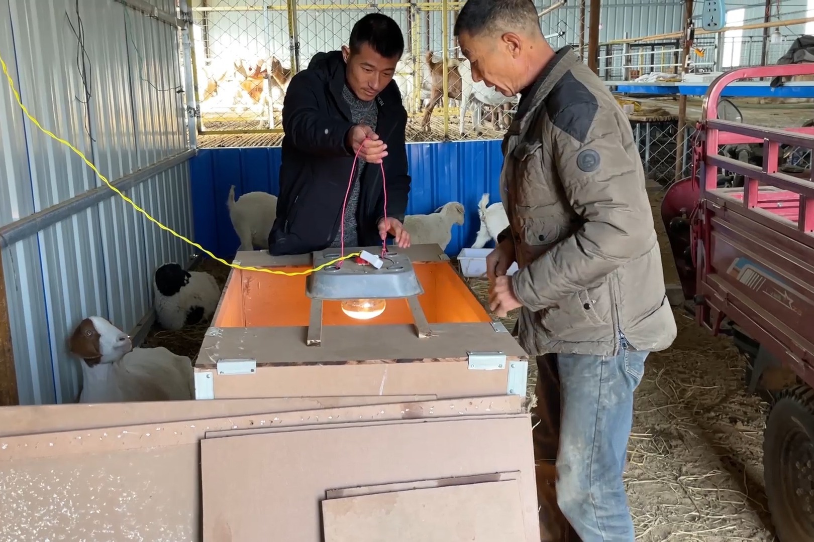 下雪天怕小羊冷父子俩提前把保温箱做好成品看起来真不错