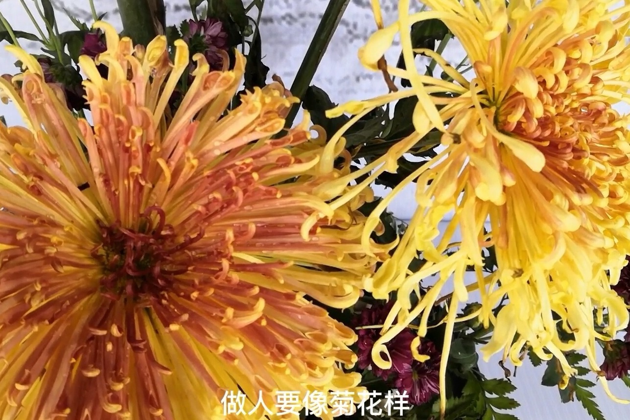 开封菊花为啥那么好？我们去翰园看一下精品展