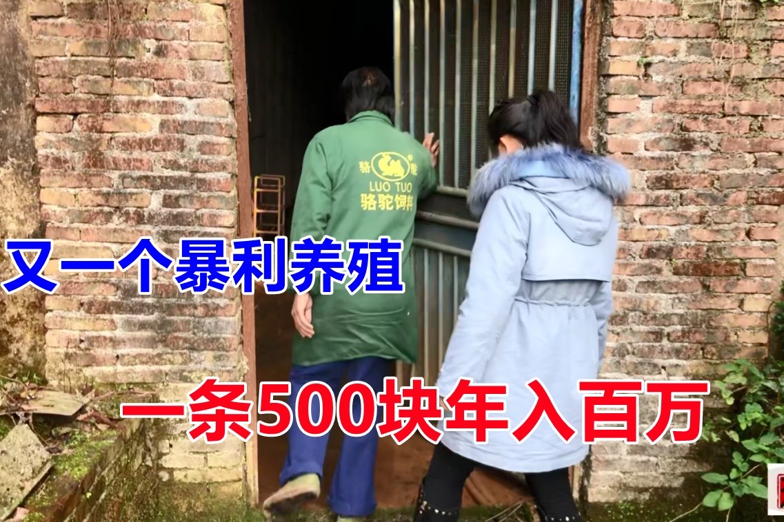 又一个暴利养殖，用铁门锁住不让看，一条500块，养几十条能发财！