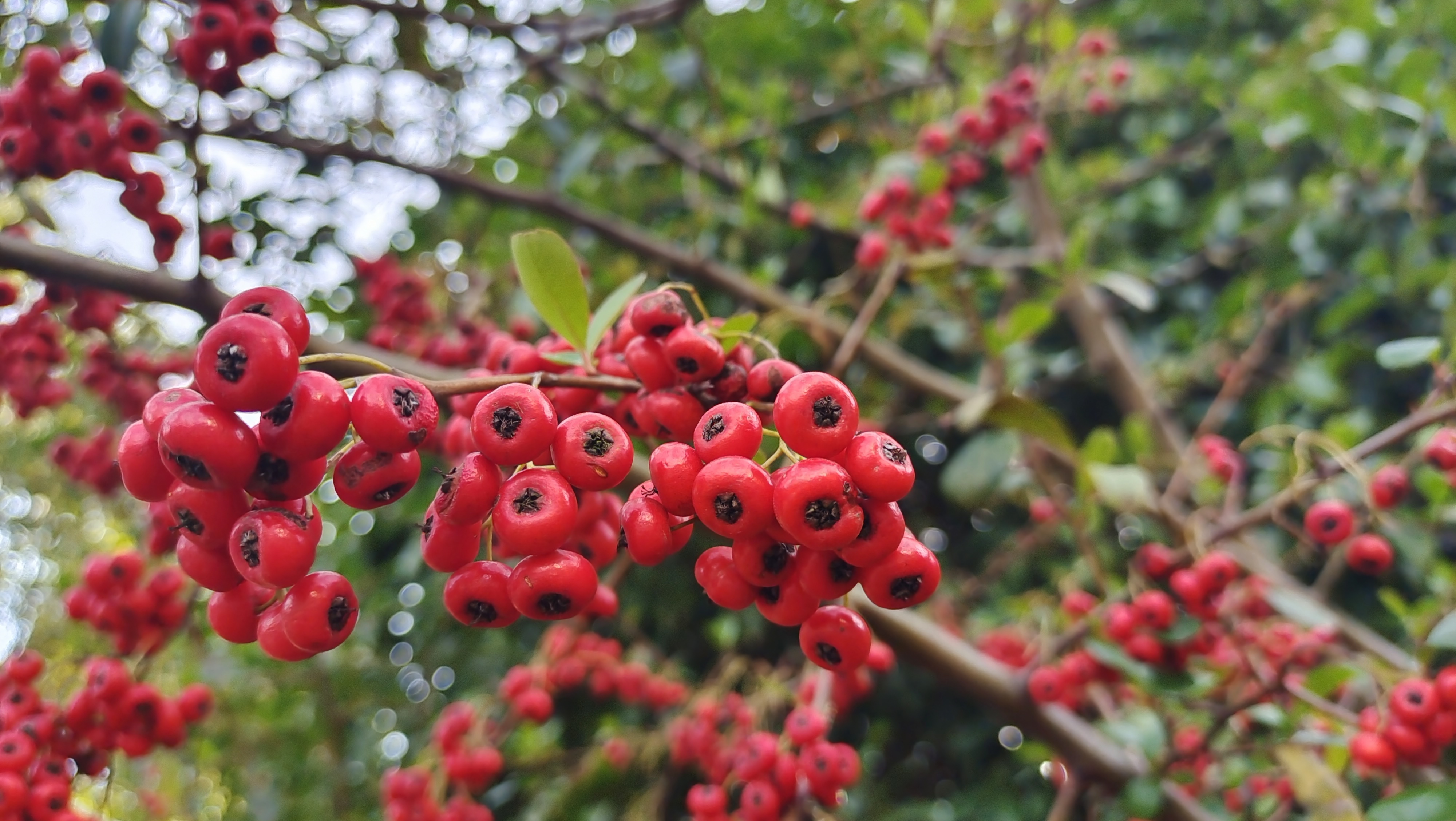 美丽吉安:火棘果红彻枝头 鲜艳夺目__凤凰网