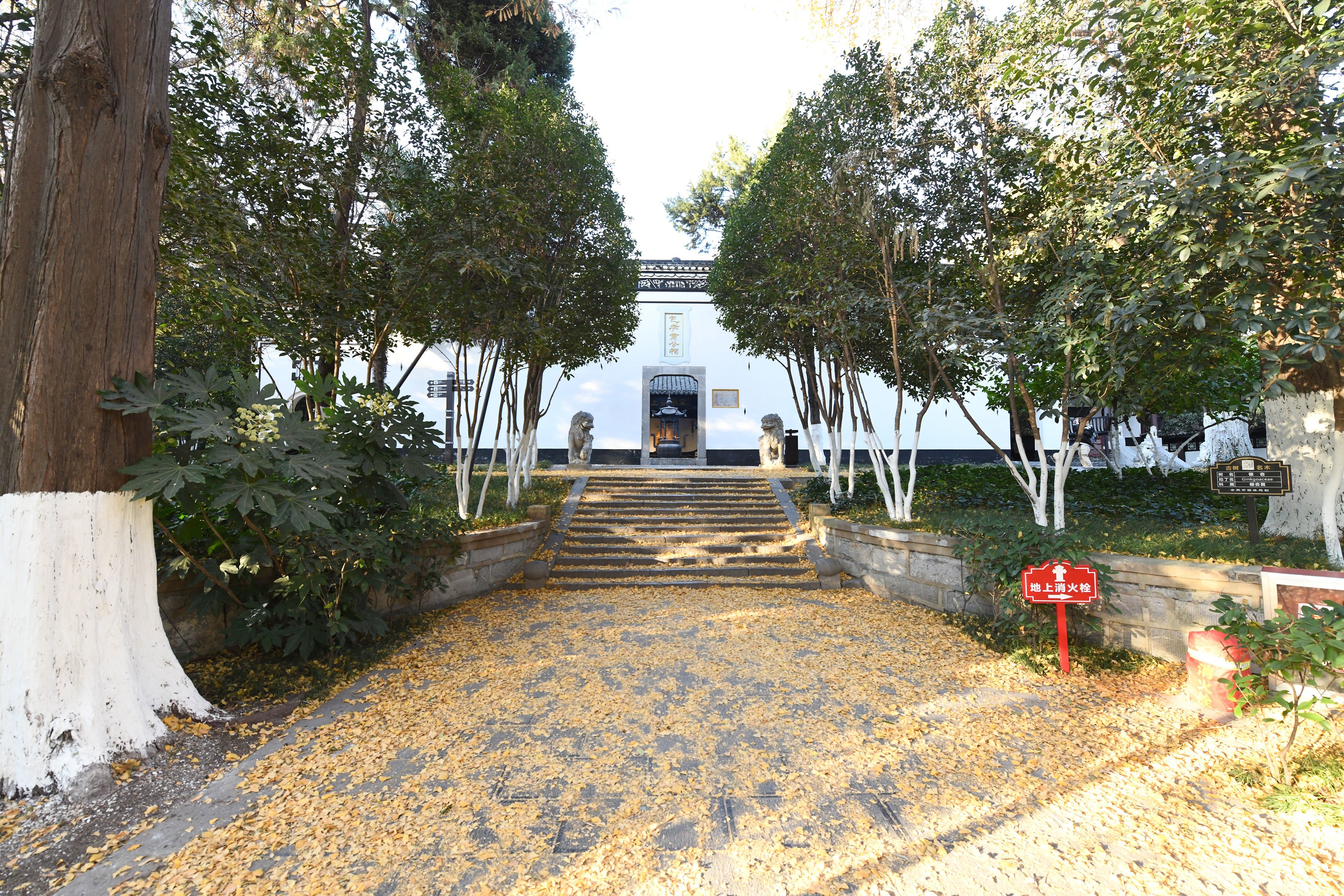 合肥包公祠冬日美景如画，银杏树叶成风景