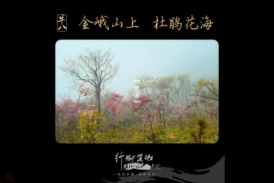 《杜鹃花海》