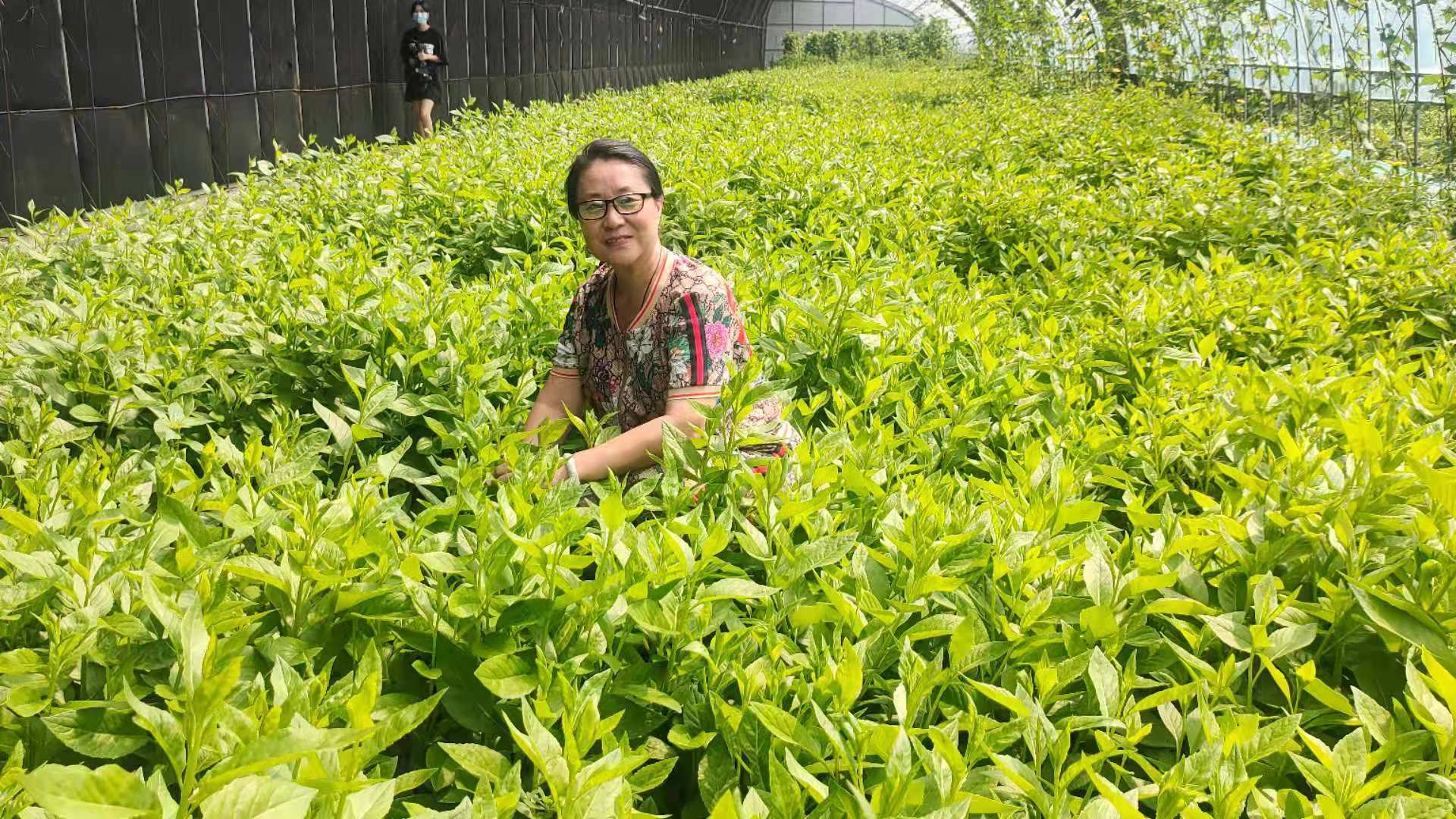 蓋州市暖泉鎮種植長壽草開闢致富路