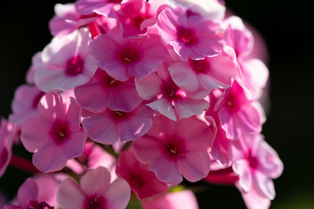 原来小天蓝绣球长这样