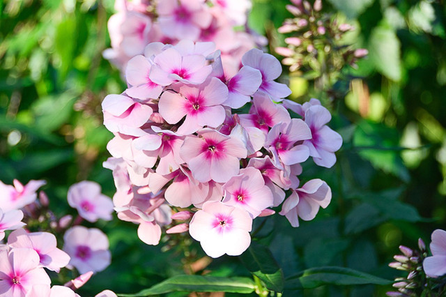 原来小天蓝绣球长这样