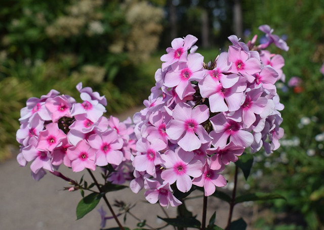 原来"小天蓝绣球",长这样!