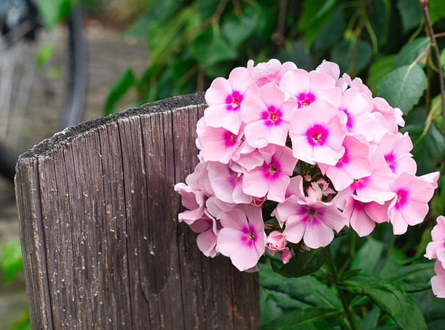 原来"小天蓝绣球",长这样!
