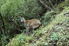 珍禽异兽复归 祁连山生态环境逐渐变好