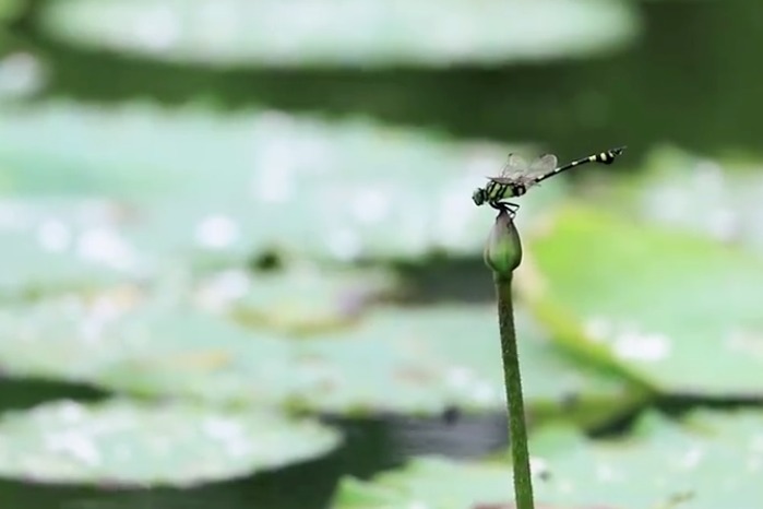 江西湖口：秋荷释秋意 蜻蜓解花语