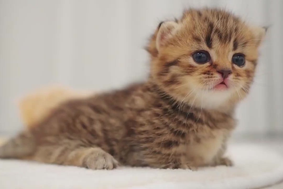 可爱软萌小奶猫