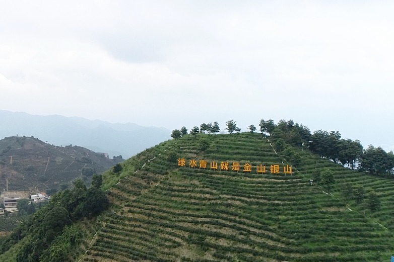 茶香漫野助致富，上莞茶农采摘忙